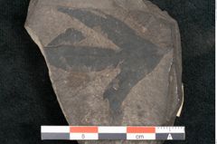 Foto (Detailansicht) von Plantae indet.  (NHMW-GEO-2024-0188-11595)